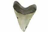 Fossil Megalodon Tooth - North Carolina #298960-1